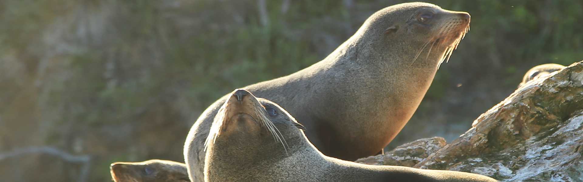 Seal Watching At Parklands Marina Holiday Park In Picton NZ